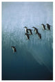 "Chinstrap Penguins jumping off iceberg, Sandwich Islands" Paper Art, 14"x20"