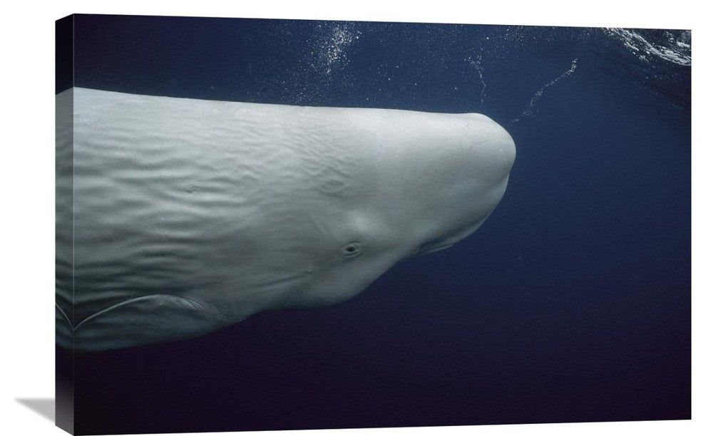 "Sperm Whale White Morph Portrait, Azores Islands, Portugal" Artwork, 30" x 20"