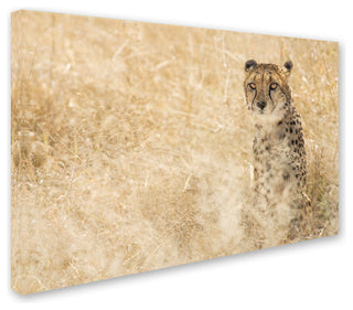 "Cheetahs" by Robert Harding Picture Library, Canvas Art, 30"x47"