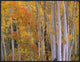 "Aspens at Independence Pass, Colorado"  by Tim Fitzharris, 33x25"
