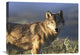 "Gray Wolf , North America" Stretched Canvas Giclee by Tim Fitzharris, 24"x18"