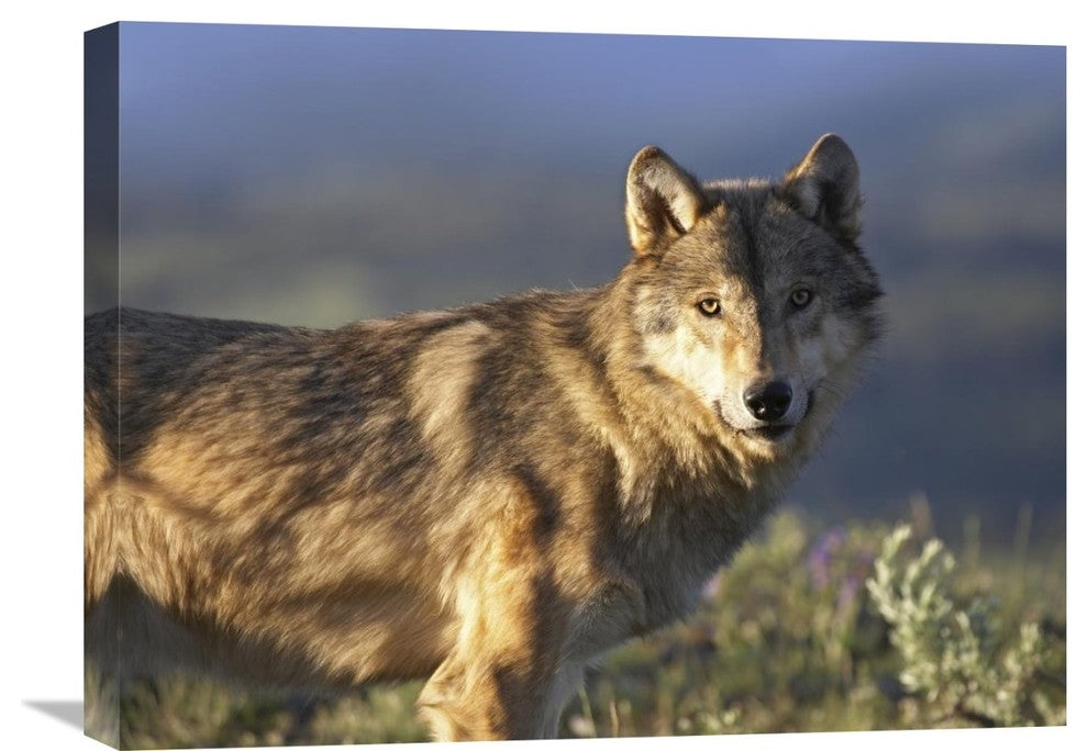 "Gray Wolf , North America" Stretched Canvas Giclee by Tim Fitzharris, 24"x18"