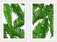 Callaway Diptych, 40x30