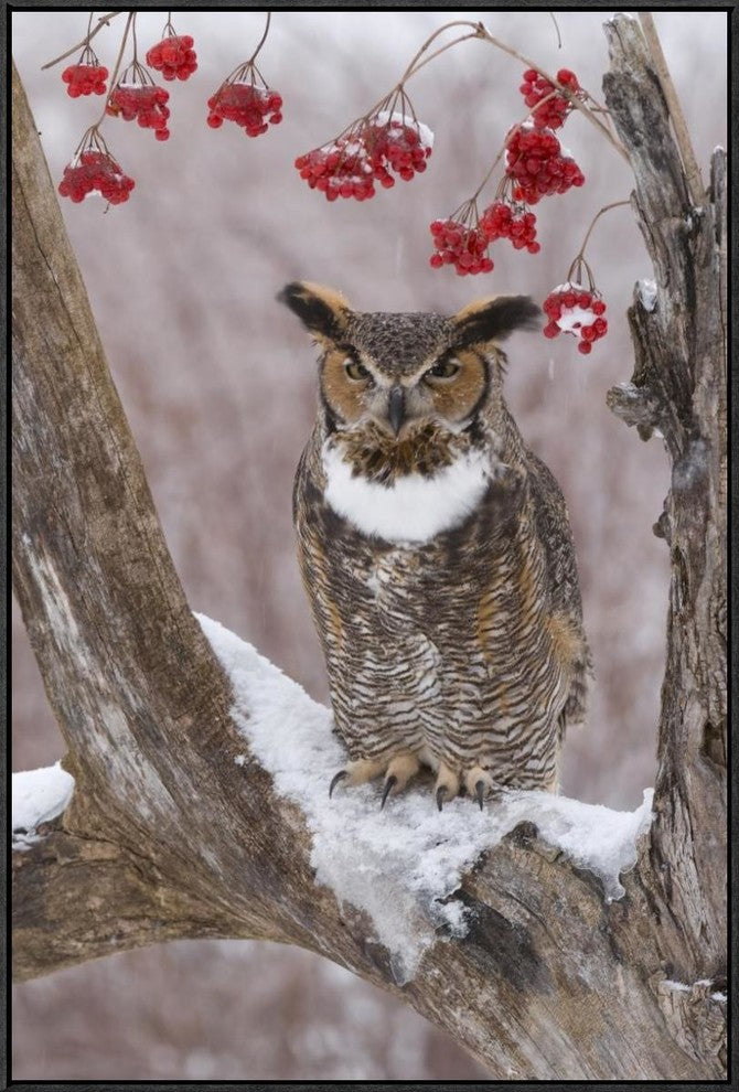 Great Horned Owl In Winter, Howell Nature Center, Michigan, 24"x36"