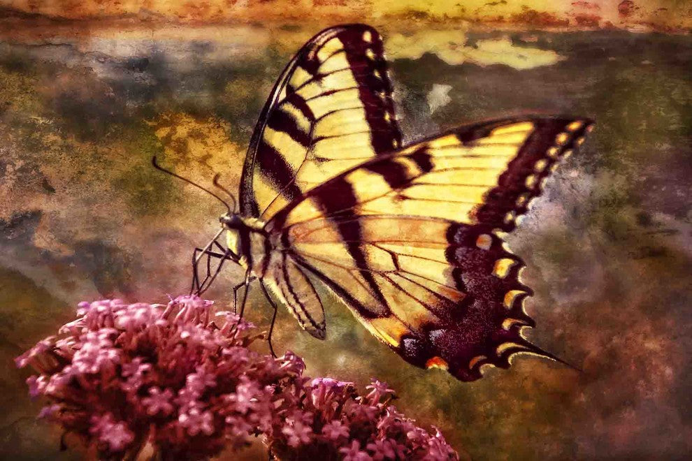 "Beauty in the Rough" Painting Print on Canvas by Robertson