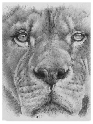 "Up Close Lion" by Barbara Keith, Canvas Art