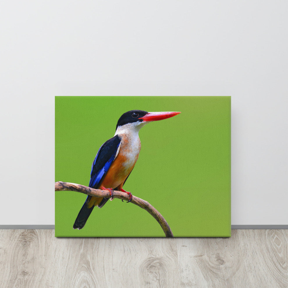 Black Capped Kingfisher Bird on Perch Wildlife Photograph Canvas Wall Art Print, 16" X 20"