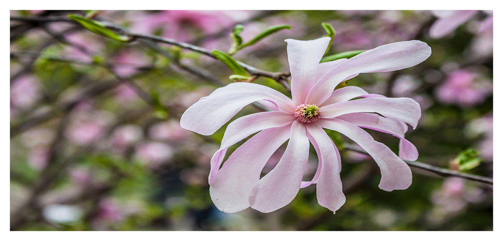 Beautiful Magnolia Flowers, Floral Canvas Art Print, 60"x28"