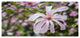 Beautiful Magnolia Flowers, Floral Canvas Art Print, 60"x28"