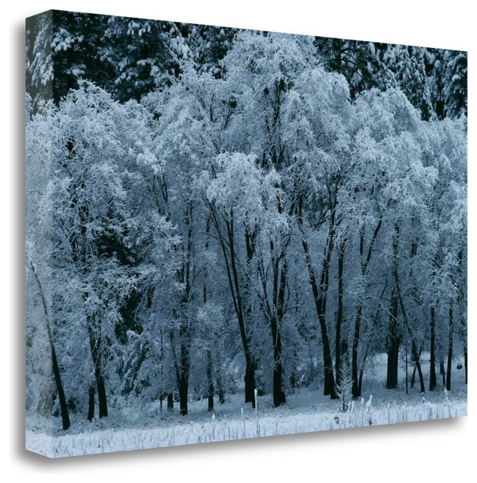 "Black Oaks Yosemite" By Alain Thomas, Giclee Print on Gallery Wrap Canvas