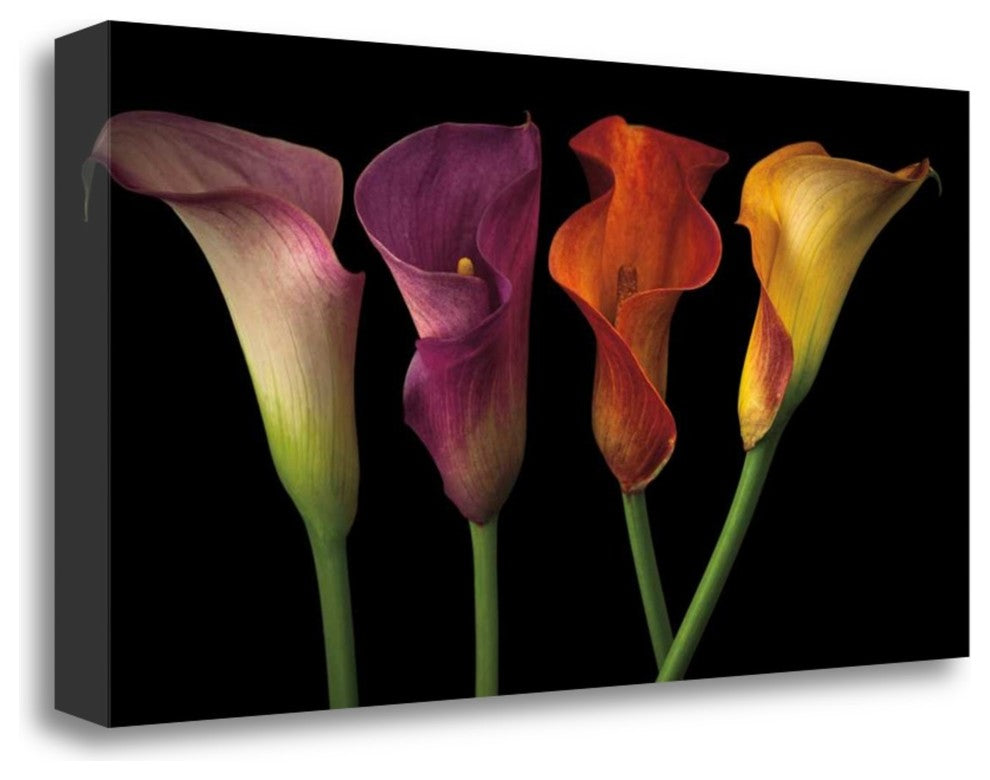 "Jewel Calla Lilies" By Assaf Frank, Giclee Print on Gallery Wrap Canvas