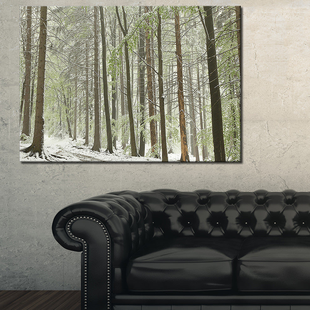 "Spring Beech Forest Scenery" Canvas Print