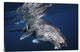 "Humpback Whale" Stretched Canvas Giclee by Barathieu Gabriel, 30"x20"