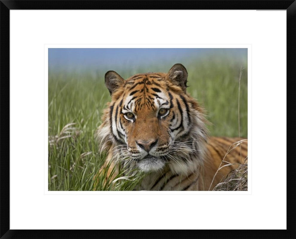 Siberian Tiger Portrait, Endangered, Native To Siberia, 22"x18"