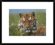 Siberian Tiger Portrait, Endangered, Native To Siberia, 22"x18"
