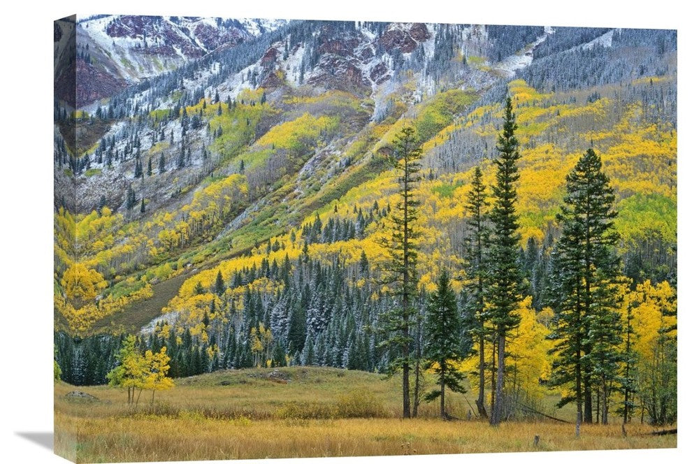 "Aspen Grove In Fall, Maroon Bells, Snowmass Wilderness, Colorado" Artwork