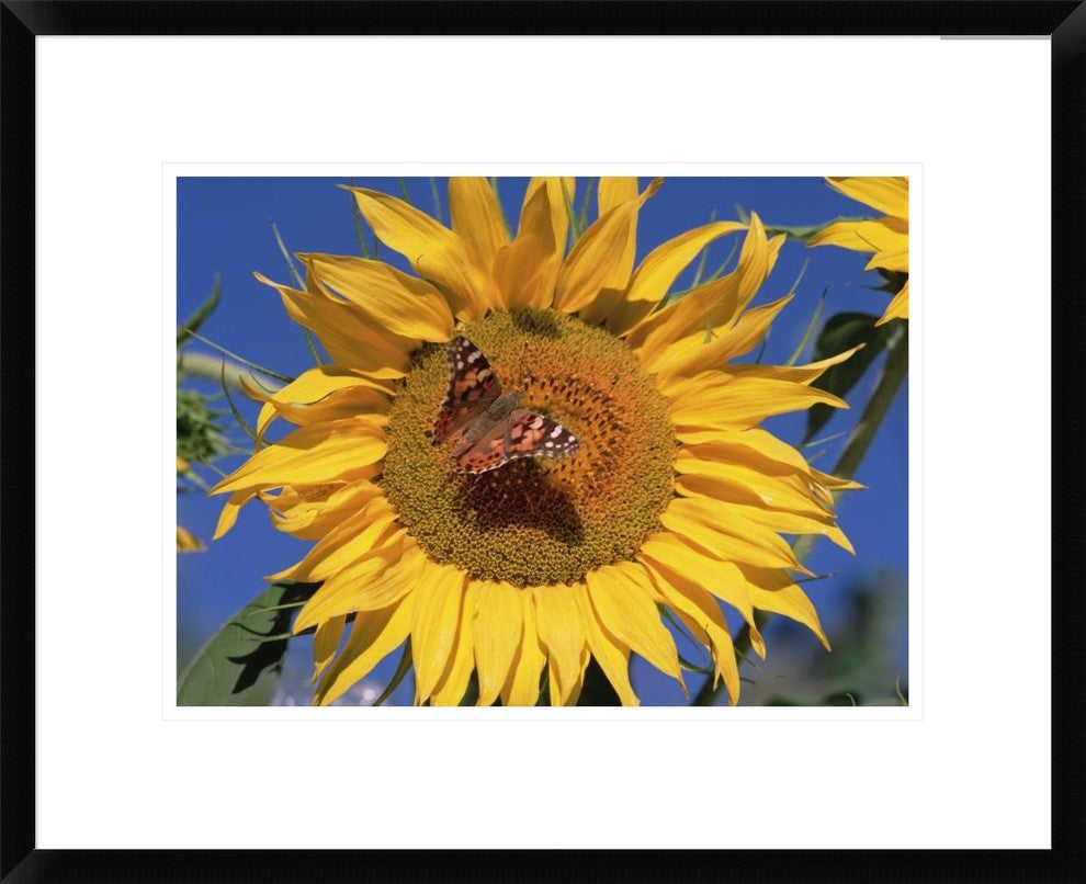 "Painted Lady butterfly on sunflower, New Mexico"  by Tim Fitzharris, 24x20"