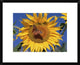 "Painted Lady butterfly on sunflower, New Mexico"  by Tim Fitzharris, 24x20"