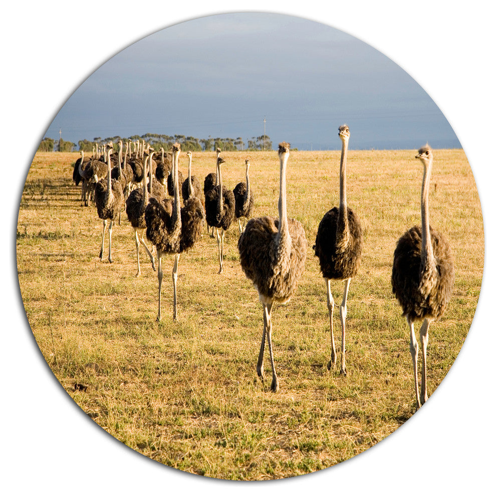 Ostriches Walking In South Africa, African Round Metal Wall Art, 23"
