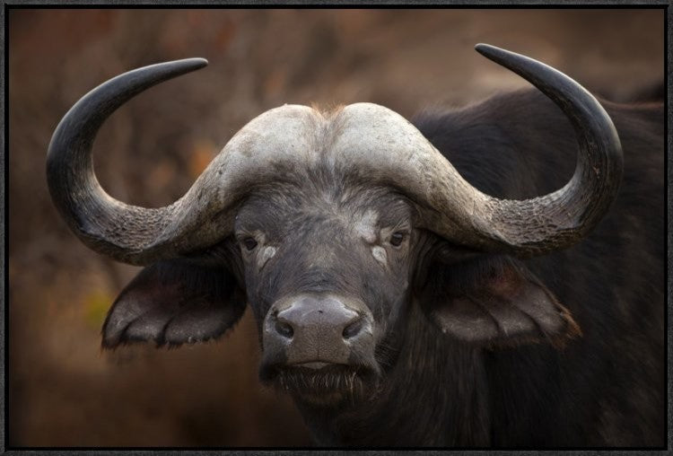 A Buffalo Portrait, 30"x20"