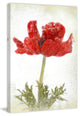 "Anemone Red" Painting Print on Canvas by Aryai