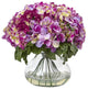 Hydrangea With Large Vase in Beauty