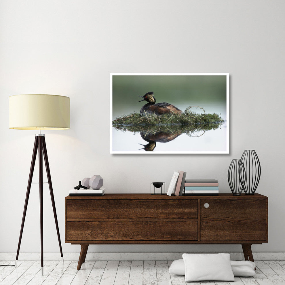 "Black-necked Grebe calling, incubating eggs, North America" Paper Art, 50"x34"