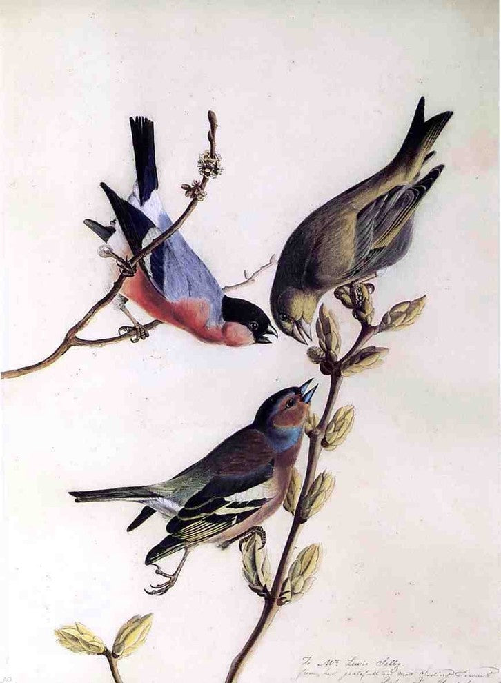 John James Audubon A Chaffinch  Bullfinch and Greenfinch Wrapped Canvas