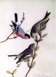 John James Audubon A Chaffinch  Bullfinch and Greenfinch Wrapped Canvas