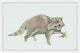 "Strutting Raccoon" Framed Painting Print, 36"x24"