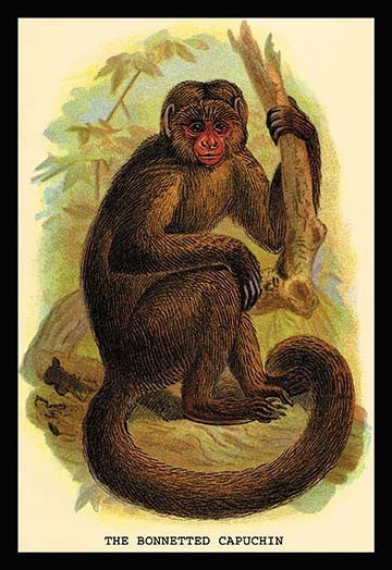 The Bonnetted Capuchin - Fine Art Giclee Print 24" x 36"