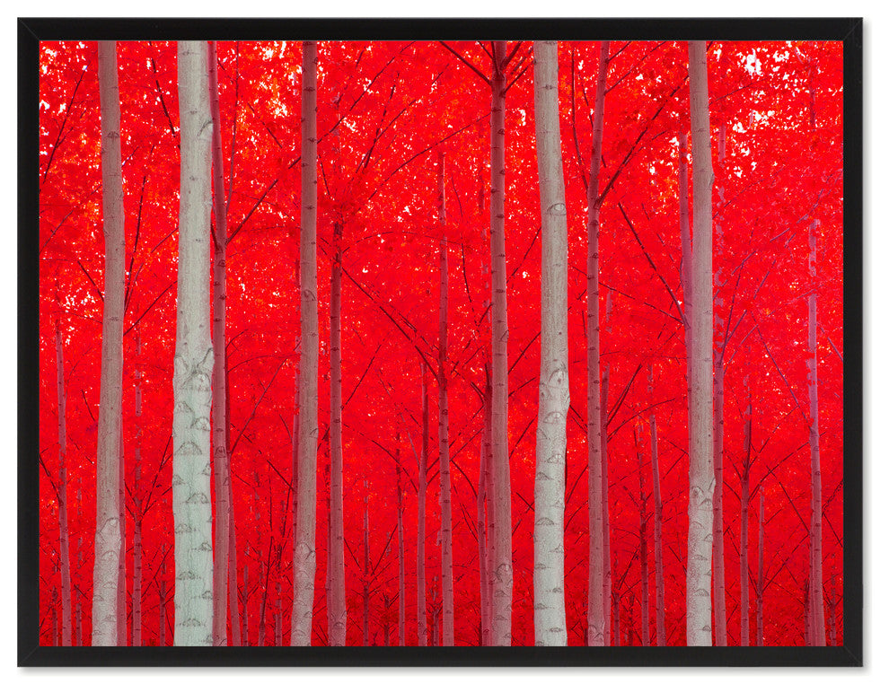 Autumn Tree Red Landscape Photo Print on Canvas with Picture Frame, 13"x17"
