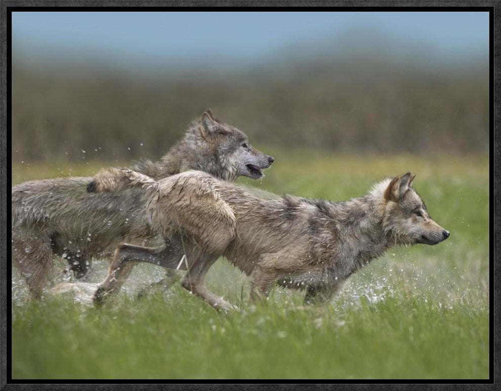 "Gray Wolf pair running through water, North America"  by Tim Fitzharris, 17x13"