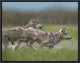 "Gray Wolf pair running through water, North America"  by Tim Fitzharris, 17x13"