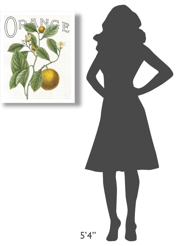 "Classic Citrus VI" Digital Paper Print by Sue Schlabach, 22"x26"