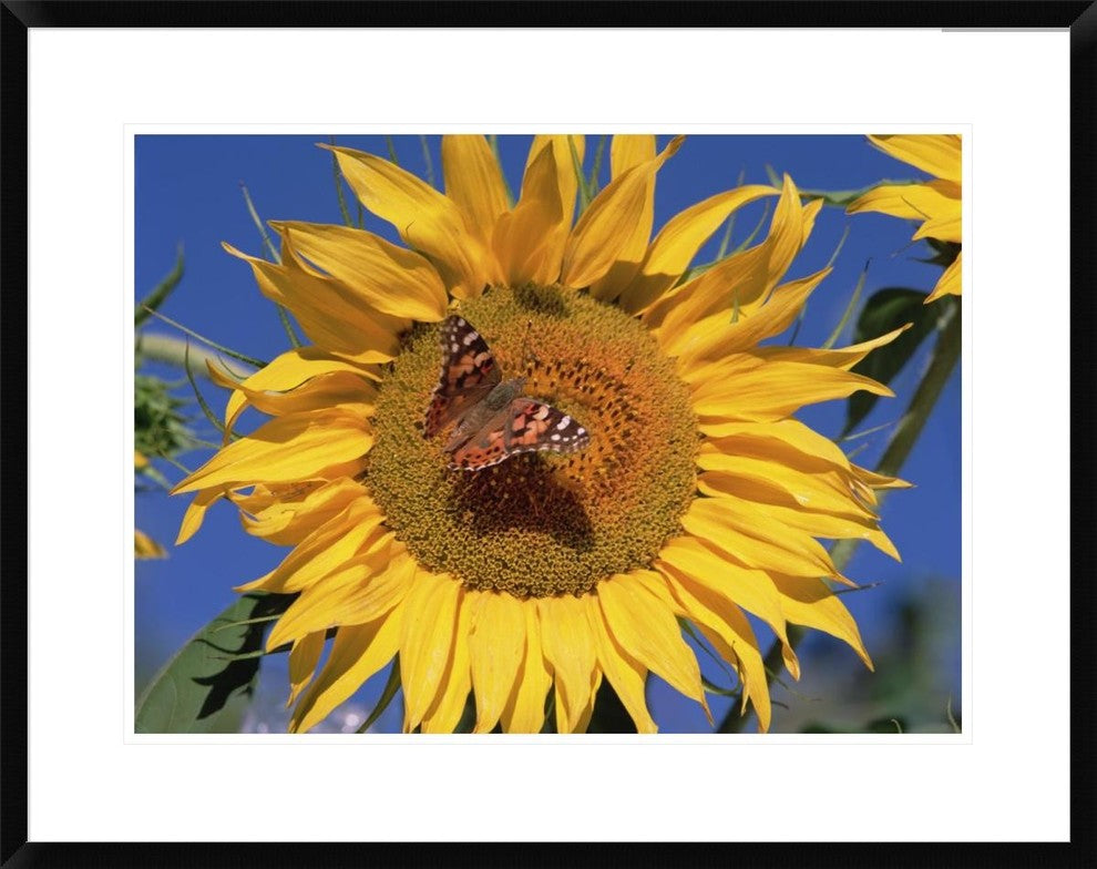 "Painted Lady butterfly on sunflower, New Mexico"  by Tim Fitzharris, 32x26"