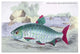 Chalceus Macrolepidotus- Gallery Wrapped Canvas Art 28" x 42"