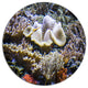 Beautiful Seabed With Fish, Landscape Disc Metal Wall Art, 11"
