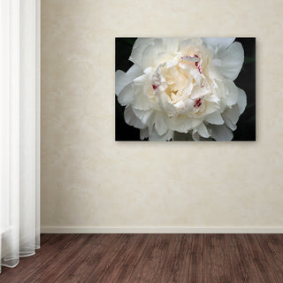 'Perfect Peony' Canvas Art by Kurt Shaffer