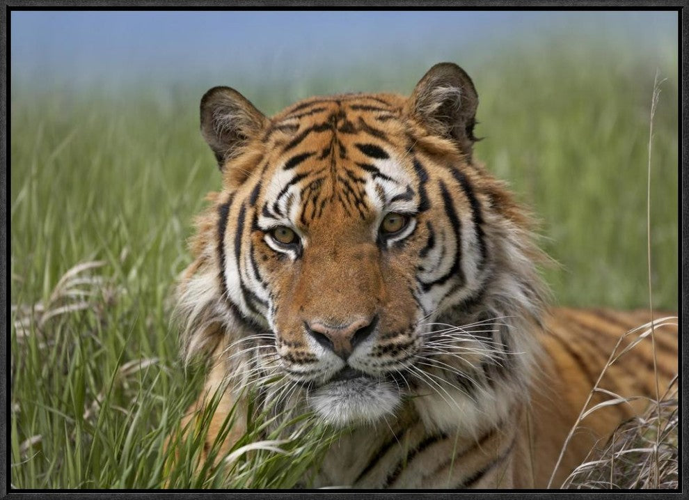 Siberian Tiger Portrait, Endangered, Native To Siberia, 24"x18"