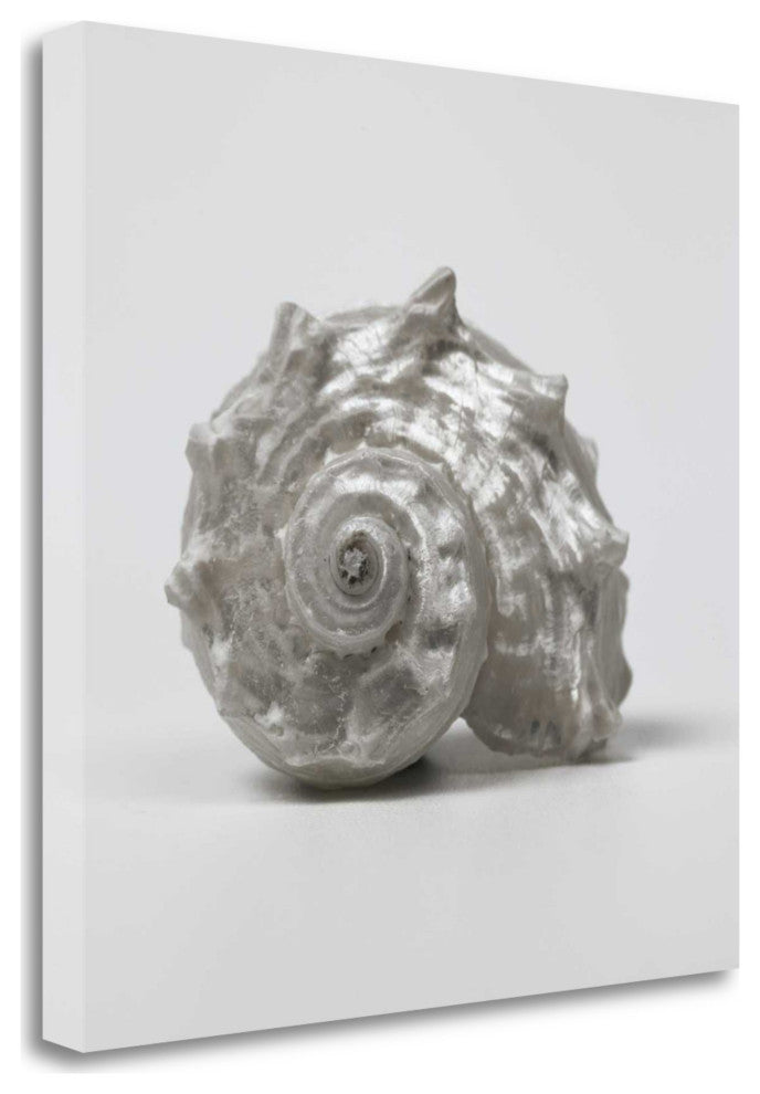 27" Contemporary Silver Seashell Print on Gallery Wrap Canvas Wall Art