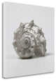 27" Contemporary Silver Seashell Print on Gallery Wrap Canvas Wall Art