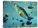 "Green Sea Turtle, Balicasag Island, Philippines" Artwork