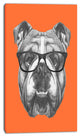 English Bulldog with Glasses, Animal Canvas Art Print, 16"x32"