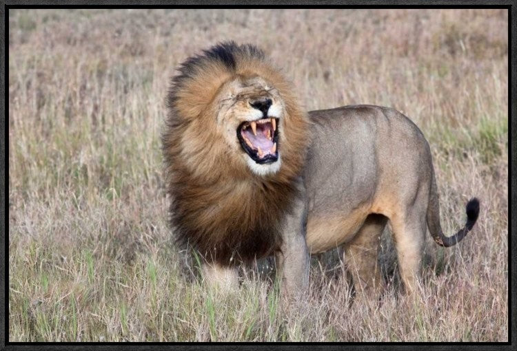 "Lion" Framed Canvas Giclee by Alessandro Catta, 23x16"