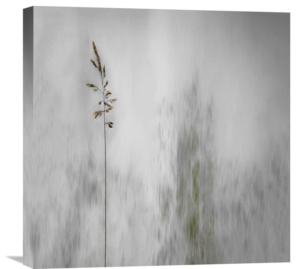"Blade Of Grass" Stretched Canvas Giclee by Gilbert Claes, 22"x22"