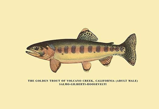 The Golden Trout of Volcano Creek - Gallery Wrapped Canvas Art 28" x 42"
