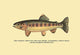 The Golden Trout of Volcano Creek - Gallery Wrapped Canvas Art 28" x 42"