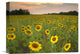 "Field Of Sunflowers, Flint Hills National Wildlife Refuge, Kansas" Artwork