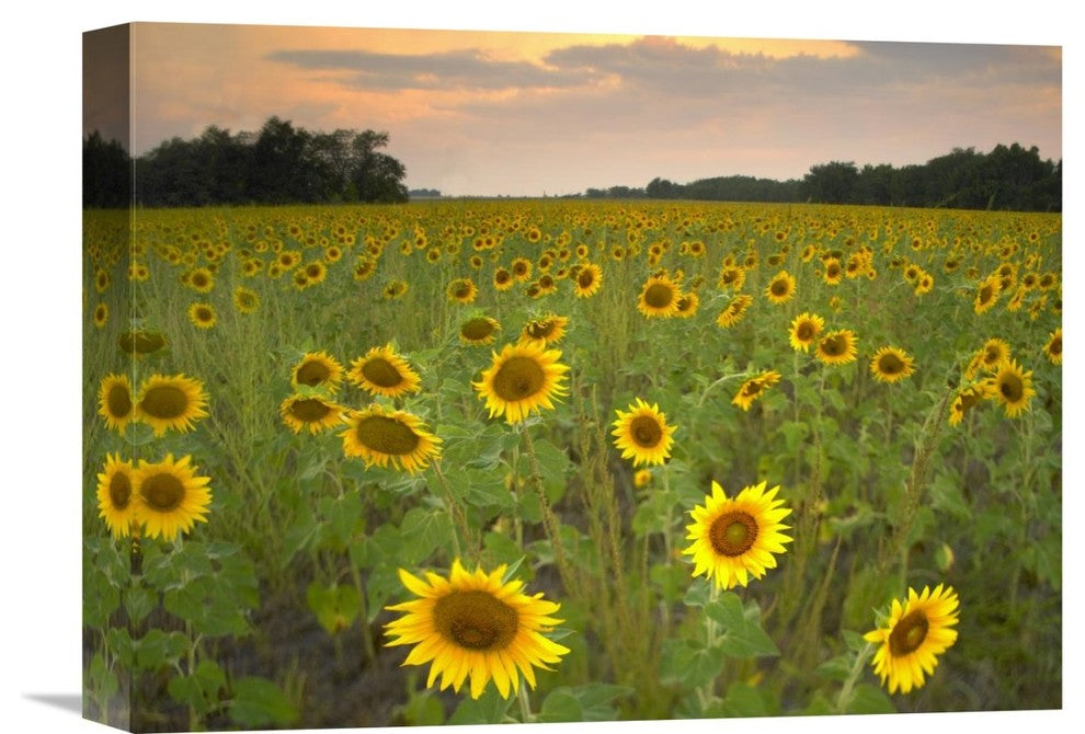 "Field Of Sunflowers, Flint Hills National Wildlife Refuge, Kansas" Artwork